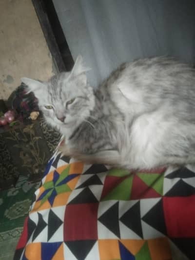 it's a very beautiful grry cooler parshn cats