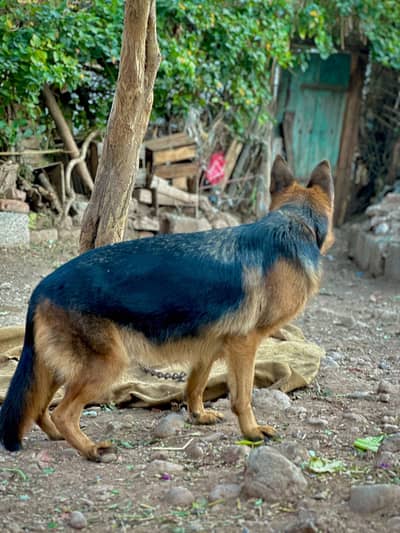 Breedar German shepherd female for sale