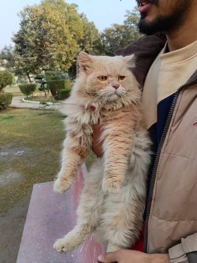 Persian Cat  /  CUTE AND PLAYFUL CAT AVAILABLE  