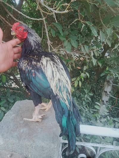 mirathi amroha Miyawali Aseel bird