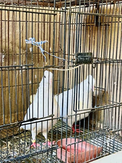 White fancy pigeons 03227582755