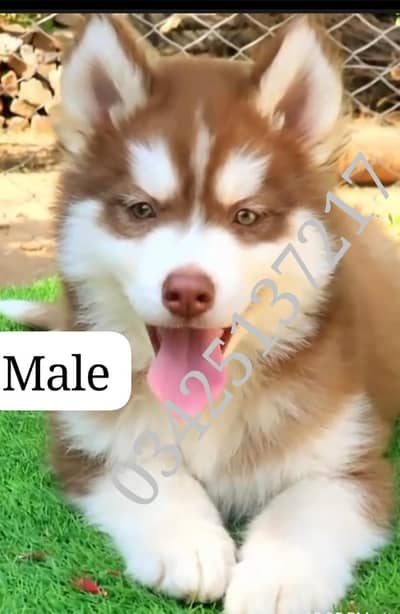 Siberian husky puppies 03425137217