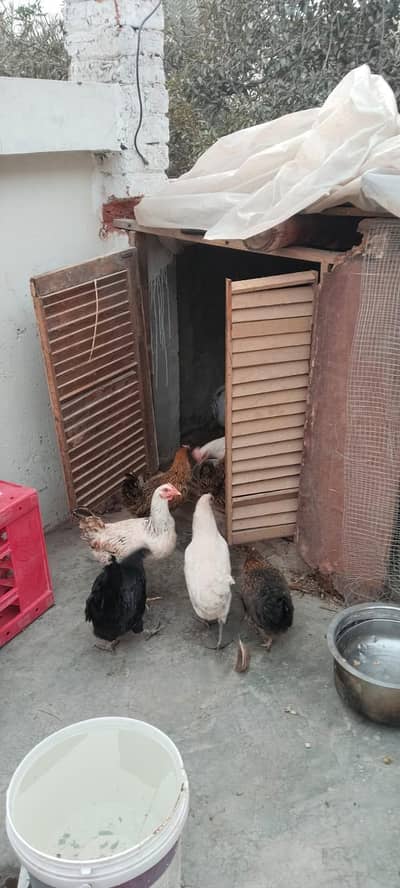 full active and Lear's morgiyan03254086193