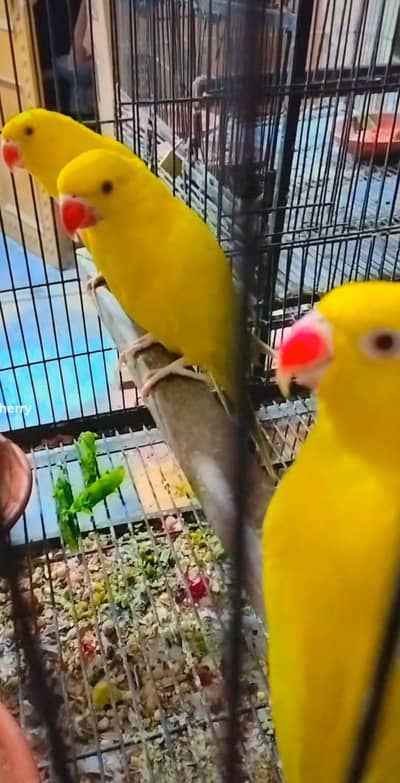 Yellow and Blue Parrot For Sale