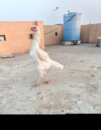 White O shamo pair for sale