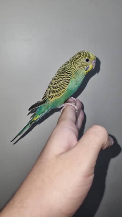 Hand Tame Budgie