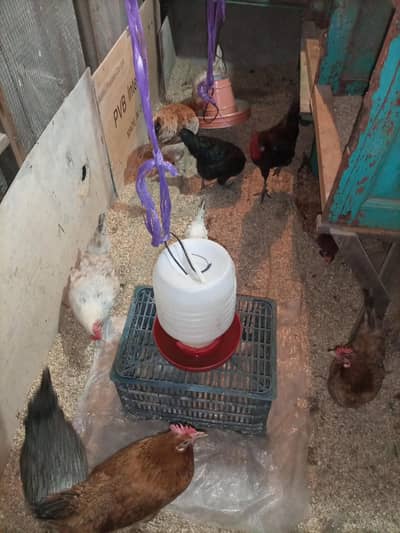 Natrual Feed Raised Golden Misri Egg Laying Hens & Cock for Sale