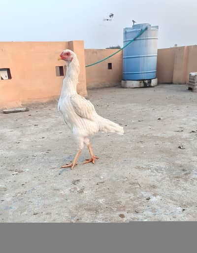 White O shamo pair for sale