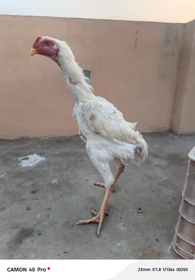White O shamo patha for sale