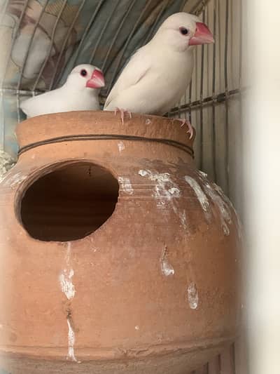 Java breeding pair