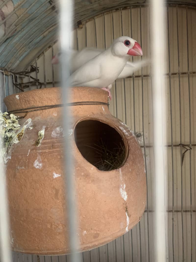 Java breeding pair 1