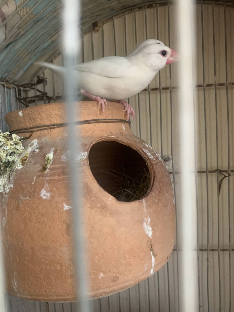 Java breeding pair 2