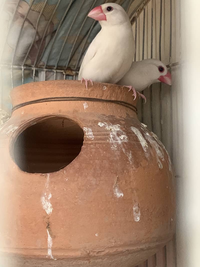 Java breeding pair 3