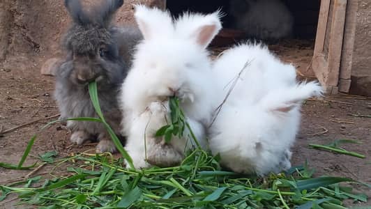 white English angora rabbits
