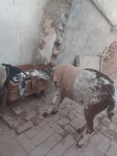 makhi cheni baqri ablaq baqra