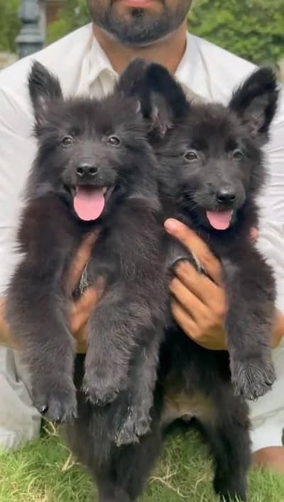 German shepherd puppies  my WhatsApp number 03245285207