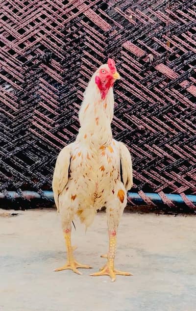 Peela aseel / high quality mianwali aseel/pure aseel murgha