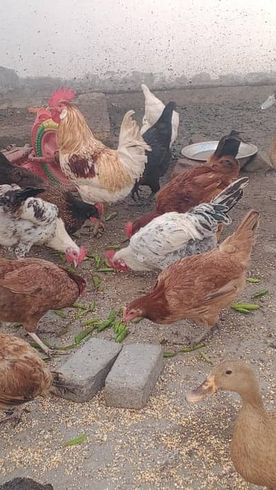 desi hens eggs laying