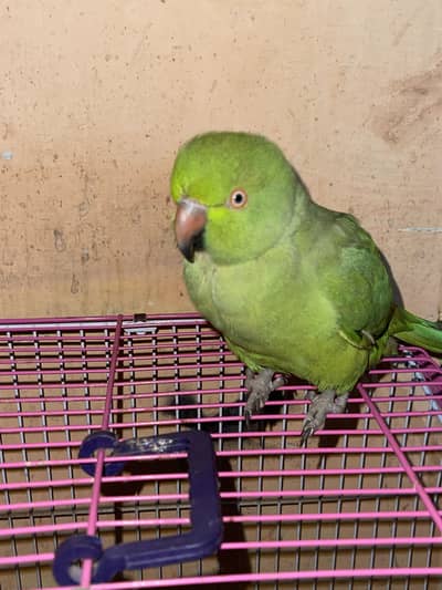 Ring Neck tota mitho Parrot Urgent Sale