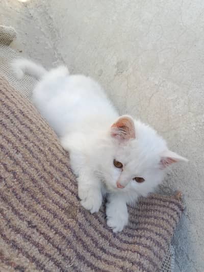 Persian cat for sale