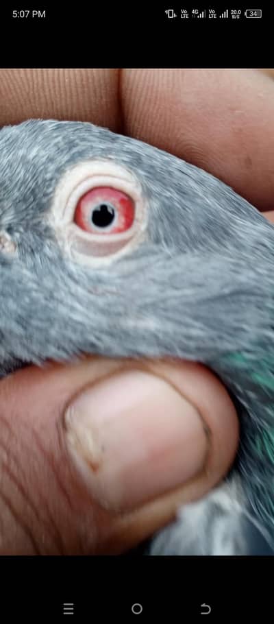 pigeon