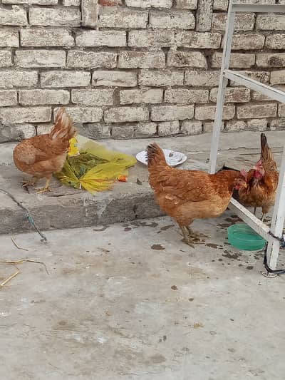 Golden msri 3 pthia available