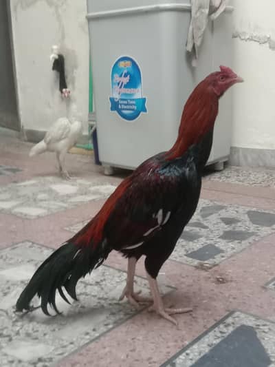 high quality lakha patha. . bohot hi achi ankh mai or nok or nali mai.