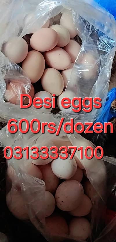 Desi eggs