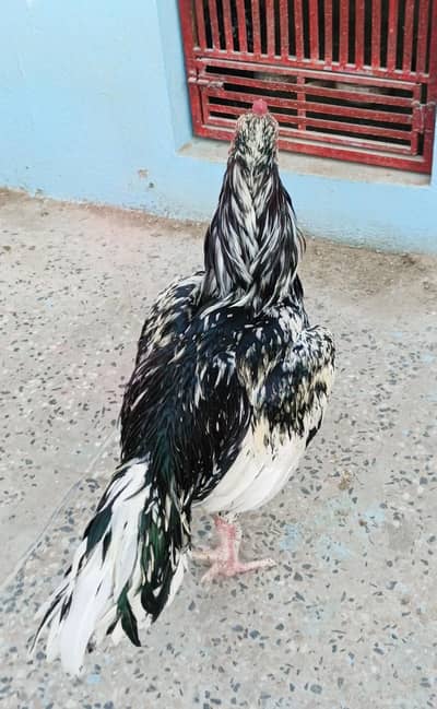 High quality aseel available