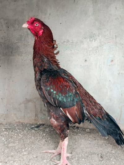 High quality aseel available