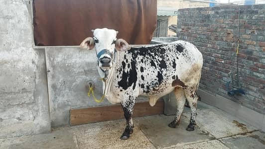 Cow Cross Cholistan nasal ha mother milking 20+ ha