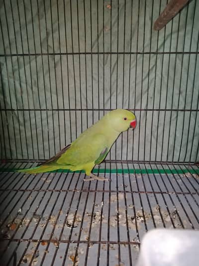 ring neck wild for sale jangle hai only breed k liye