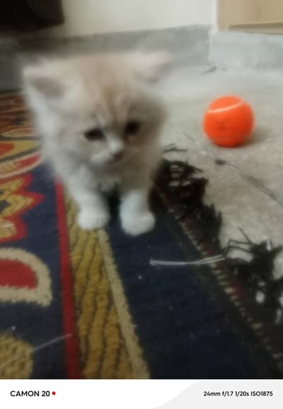 Persian kitten 3 coated