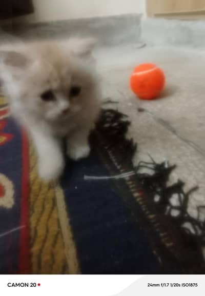 Persian kitten 3 coated doll face