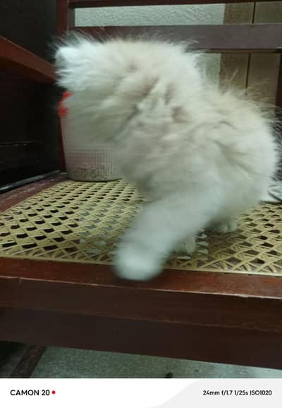 Persian kitten 3 coated doll face