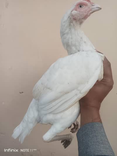 paper white white eyes white NOK nali