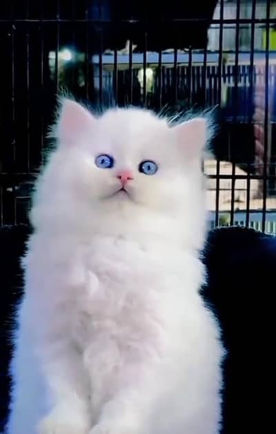 Persian cat kitten for sale. My WhatsApp 03472175246