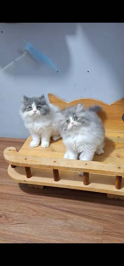 Quality Persian Punch face cat & kitten is03062848895Whatsapp