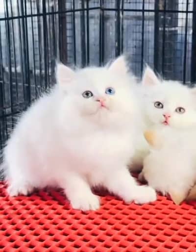 Persian cat kitten for sale. My WhatsApp 03472175246