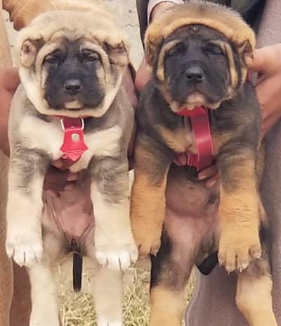 Afghan Kuchi | afghan Kochi dogs | best security dog | puppies pair