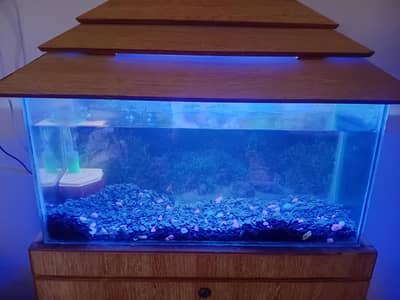 fish Aquarium  