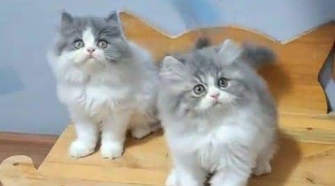 Persian cat kitten for sale. My WhatsApp 03472175246