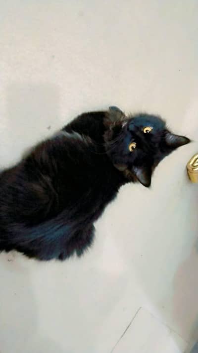 Persian cat for sale