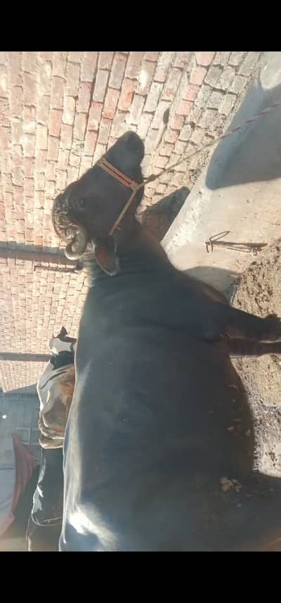 pure neli nasl ki pehln choti for sale, 6 dant