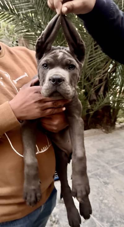 IMPORTED CANE CORSO PUPPY HIGH QUALITY  AVAILABLE