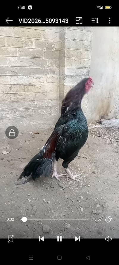 Aseel Amroha Murga pure quality