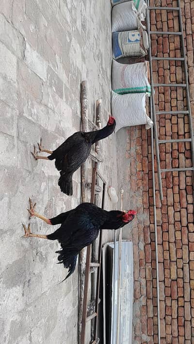 Aseel pair for sale