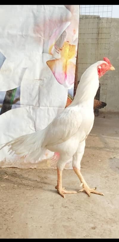 High Quality Paper White  Heera Aseel Available