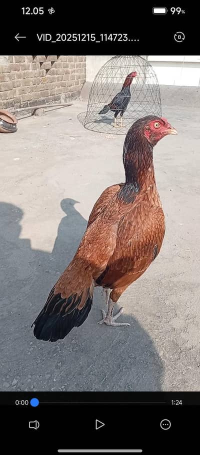 Very High quality lakhi madi