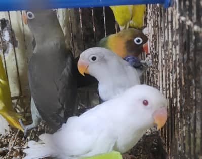 lovebirds albino red eyes and split ino